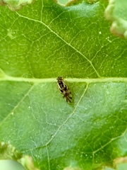 Graphopsocus cruciatus