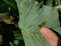 Aleyrodes proletella