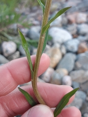 Erysimum virgatum