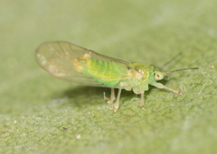 Eucalyptolyma maideni