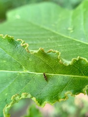 Graphopsocus cruciatus
