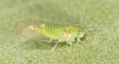 Eucalyptolyma maideni