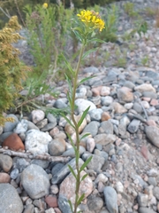 Erysimum virgatum