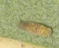 Cryptoneossa triangula