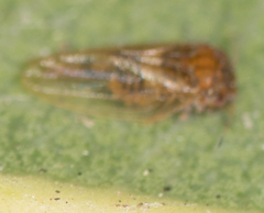 Ctenarytaina longicauda