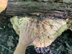 Laetiporus huroniensis