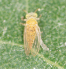 Cryptoneossa triangula