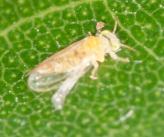 Cryptoneossa triangula