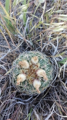Sclerocactus brevispinus