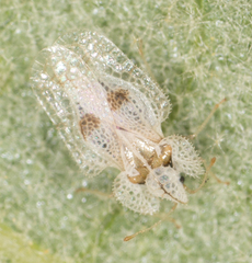 Corythucha confraterna