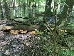 Laetiporus huroniensis