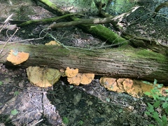 Laetiporus huroniensis