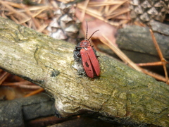 Dictyoptera