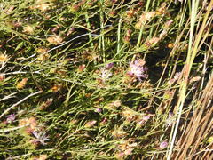 Centaurea aspera stenophylla