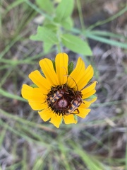 Strangalia sexnotata