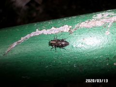 Chrysobothris succedanea