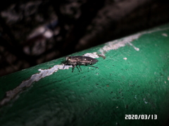 Chrysobothris succedanea