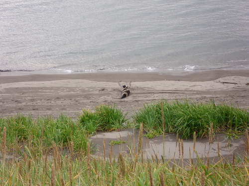 Ribbon Seal photographed in Alaska