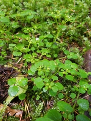 Chrysosplenium glechomifolium
