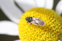 Metopoplax ditomoides