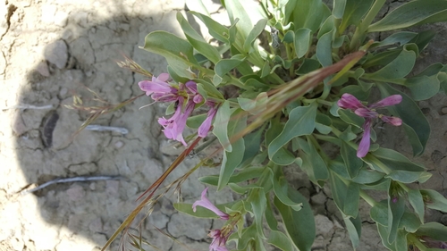 Image of Penstemon flowersii by (c) Toby, some rights reserved (CC BY)