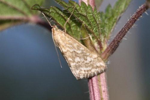 Evergestis frumentalis