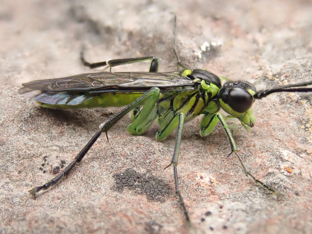 Common Green-Tenthredo, photo 1 of 8