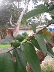 Psidium guajava image