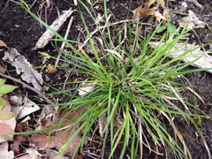 Carex willdenowii
