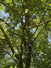 Morus alba