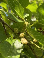 Morus alba
