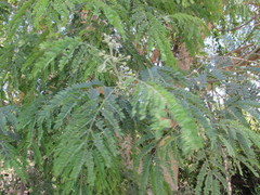Albizia sinaloensis
