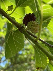 Morus alba