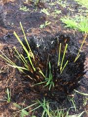 Phormium