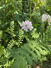 Securigera varia