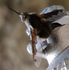 Bombylius fimbriatus