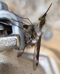 Bombylius fimbriatus