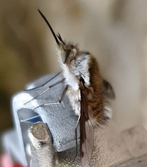 Bombylius fimbriatus