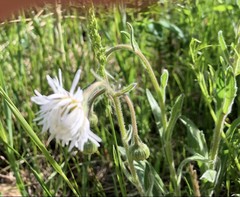 Erigeron glabellus pubescens
