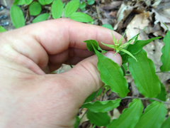 Prosartes lanuginosa