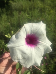 Ipomoea shumardiana