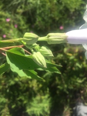 Ipomoea shumardiana