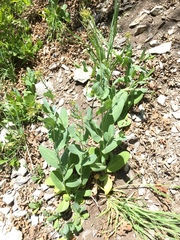 Conringia orientalis