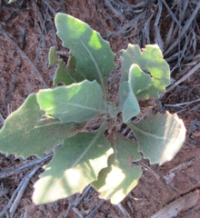 Dimorphocarpa candicans