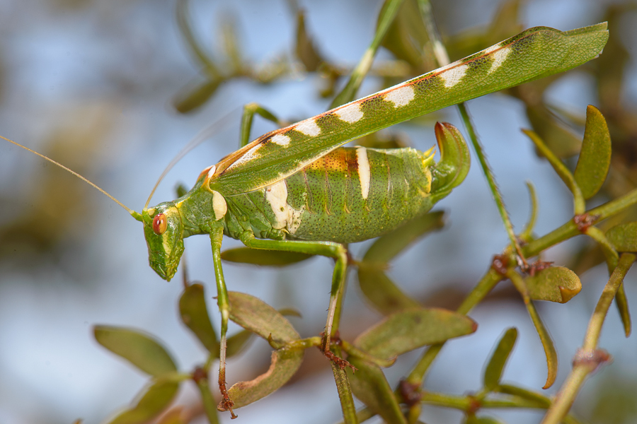 Creosote Bush Katydid