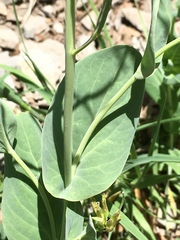 Conringia orientalis