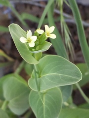 Conringia orientalis