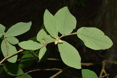 Dirca decipiens