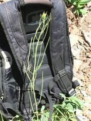 Conringia orientalis