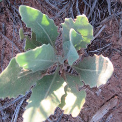 Dimorphocarpa candicans